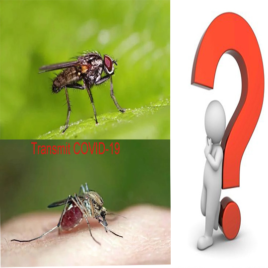 Wird COVID-19 durch Stubenfliegen oder Mücken verbreitet?